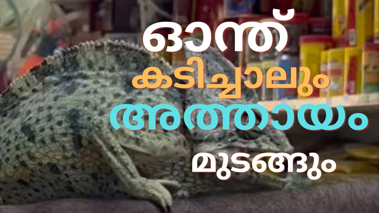 Pet&rsquo;s Shop Bahrain | Bahrain Bird&rsquo;s | Desert Delight Vlog | Reshma Sujith