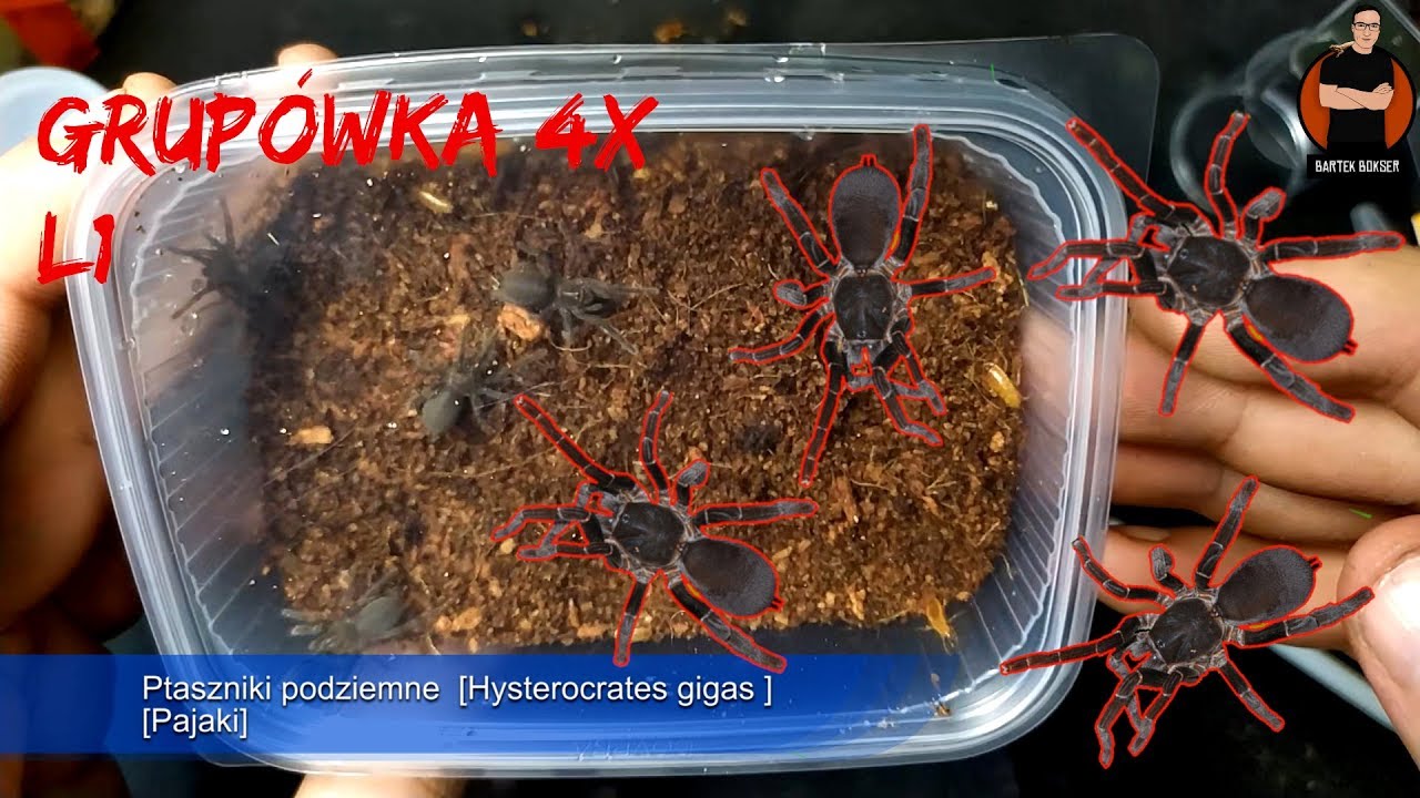 HYSTEROCRATES GIGES  - GRUPÓWKA L1 🕷 🕷 🕷 🕷OPIS | BARTEK BOKSER