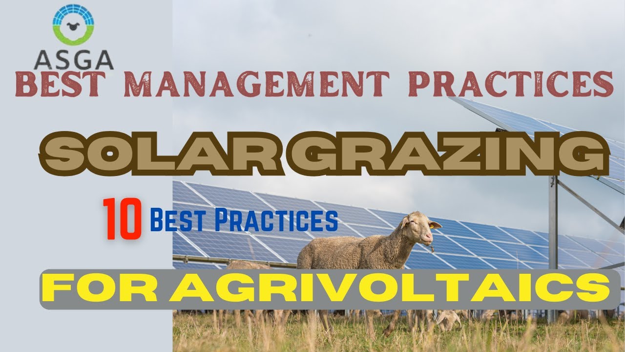 Solar Grazing: 10 Best Practices for Agrivoltaics Featuring Solar Grazing Sheep