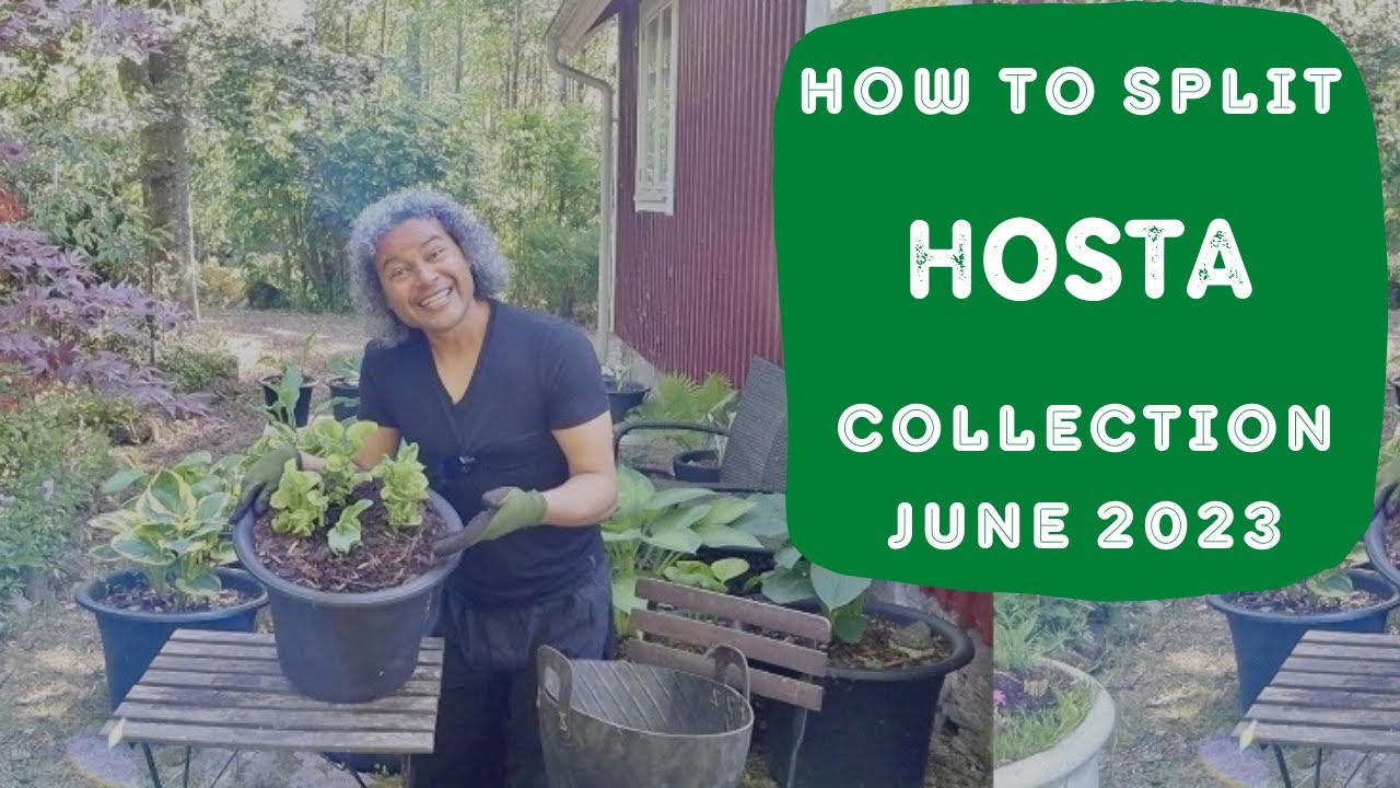 How to Split Hosta Plants & Hosta Collection June 2023
