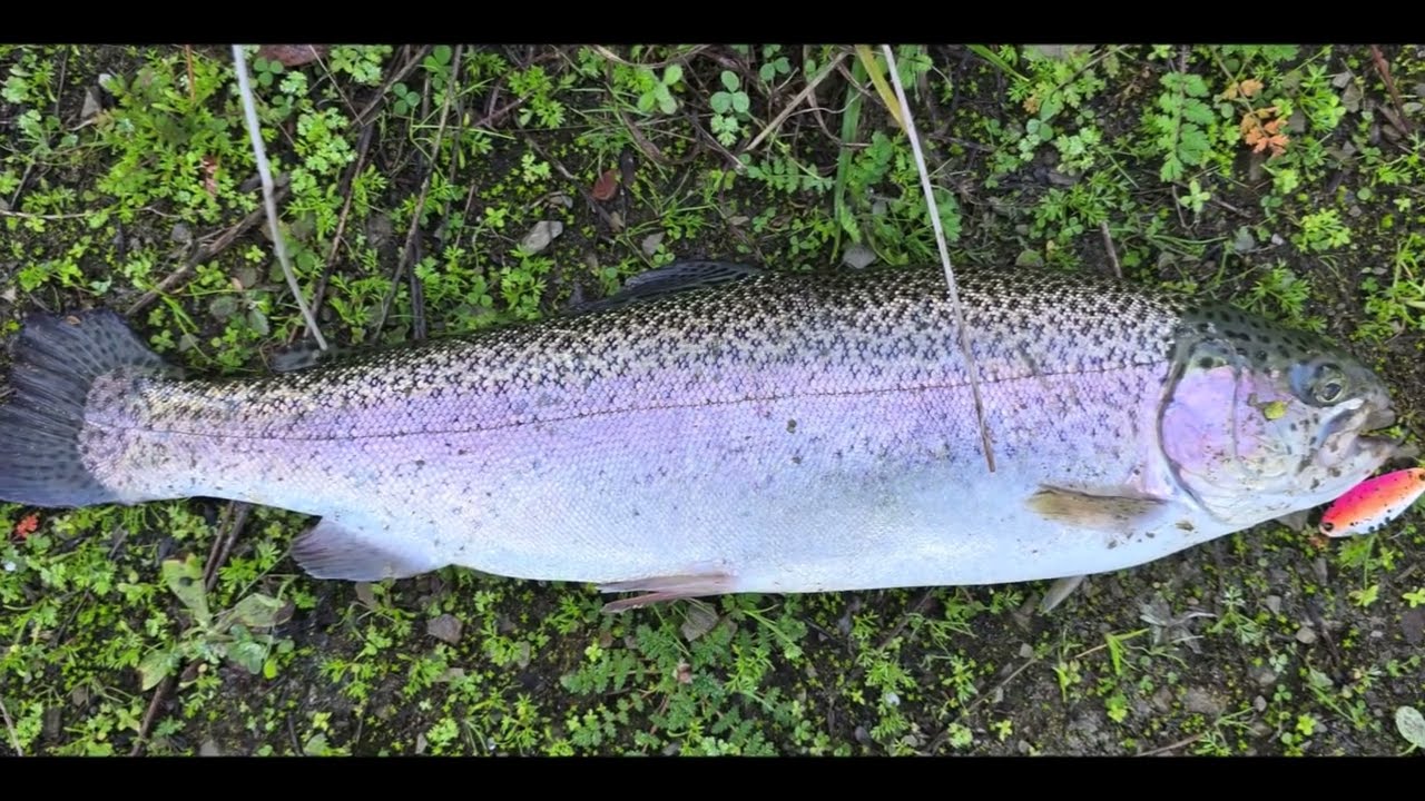 Trout fishing at Pardee Lake using F&B Baits and Notorious Custom Jigs stickbait