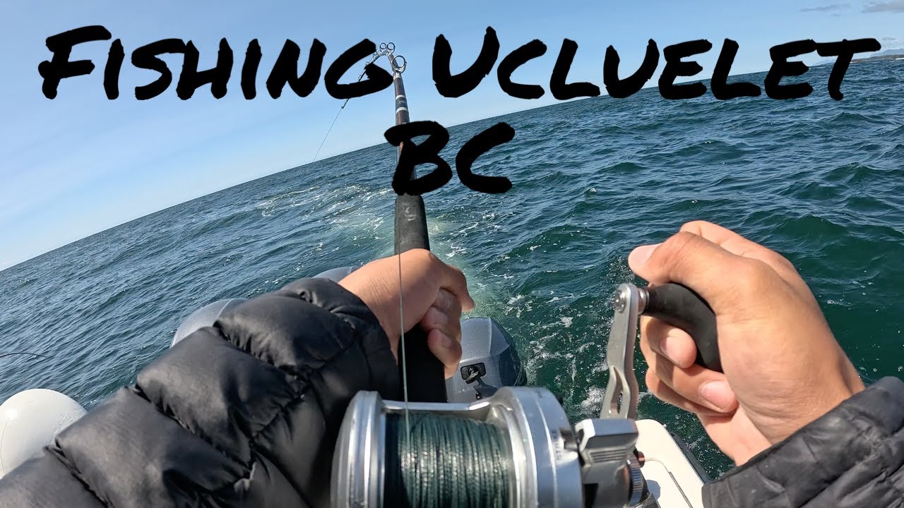 We limited out on Lingcod in Ucluelet BC!