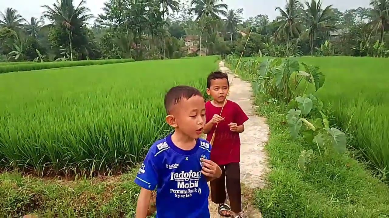 SUASANA DI SAWAH BIKIN SYAHDU #fypシ #sawah #pemandanganbagus #syahdu #videoviral 