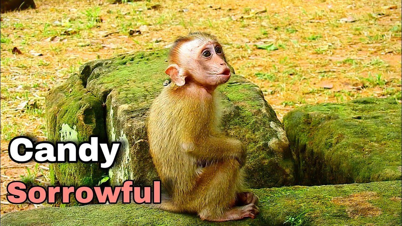 Poor Abandoned Orphan monkey crying begging everyone to accepted, Candy crying till lose power