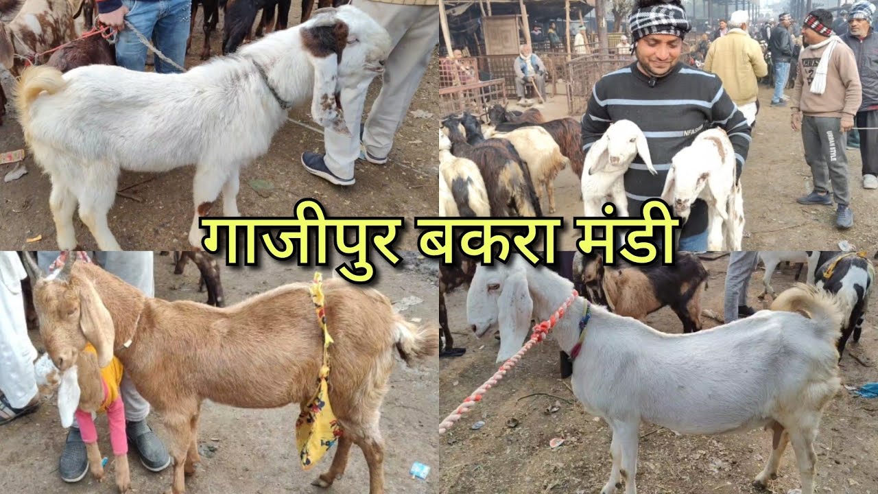 Ghazipur Bakra Mandi live 18/12/2024 Gaban Sojat Bakri or mende ke Bachche or doodh Wali Bakri 😍