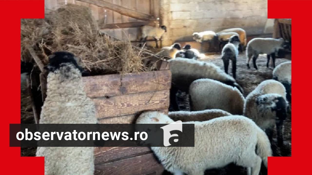 Cât va ajunge să coste kg de miel pentru masa de Paşte. Mulţi şi-au rezervat deja marfa la stână