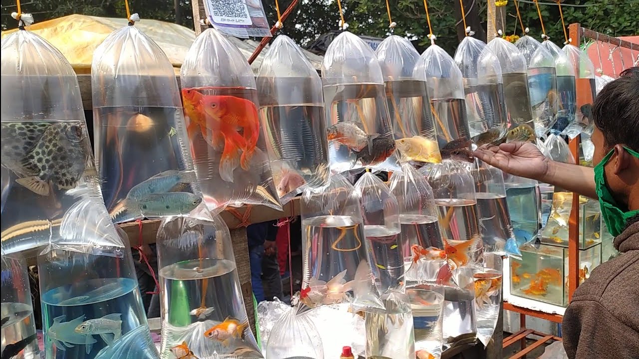 RECENT AQUARIUM FISH PRICE UPDATE| GALIFF STREET FISH MARKET KOLKATA| CHEAP PRICE| VISIT 26 DEC 2021