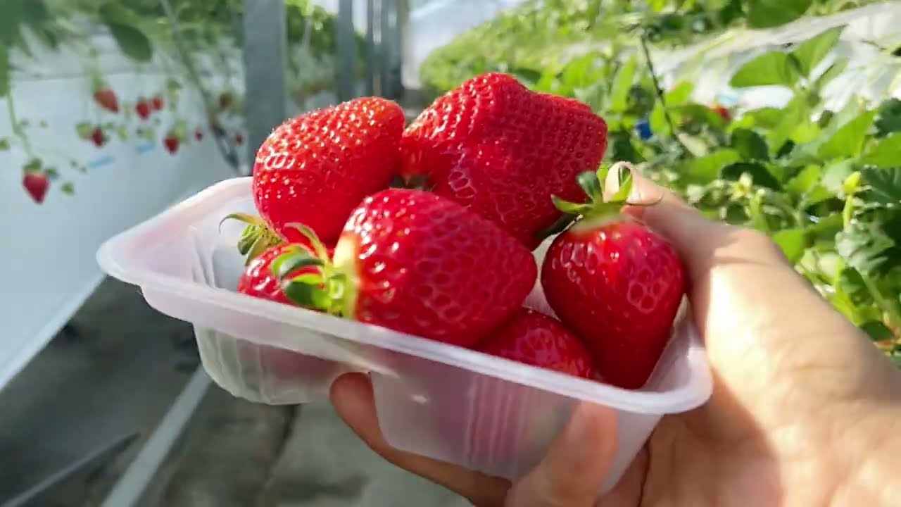 #strawberry #EP5#ต้องขอโทษนะคะอยู่ๆดีก็เป็นสโลโมชั่น 🙏🍓🥹#ดูไม่ได้ผ่านนะคะ🙏🍓🙏🍓