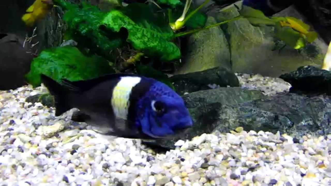 Tropheus duboisi, Tropheus Bemba, Neolamprologus lelelupi.