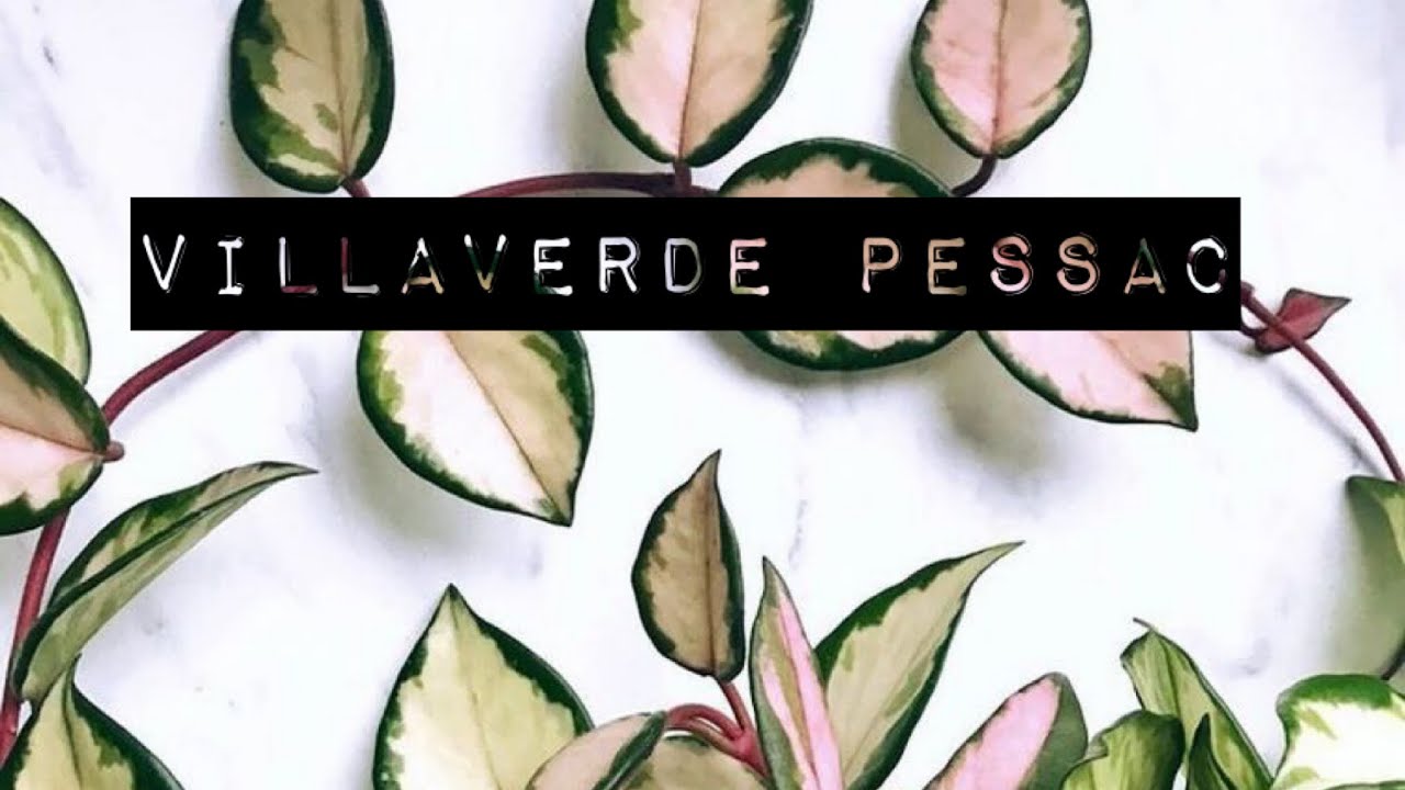 HOYA KRIMSON PRINCESS VILLAVERDE PESSAC