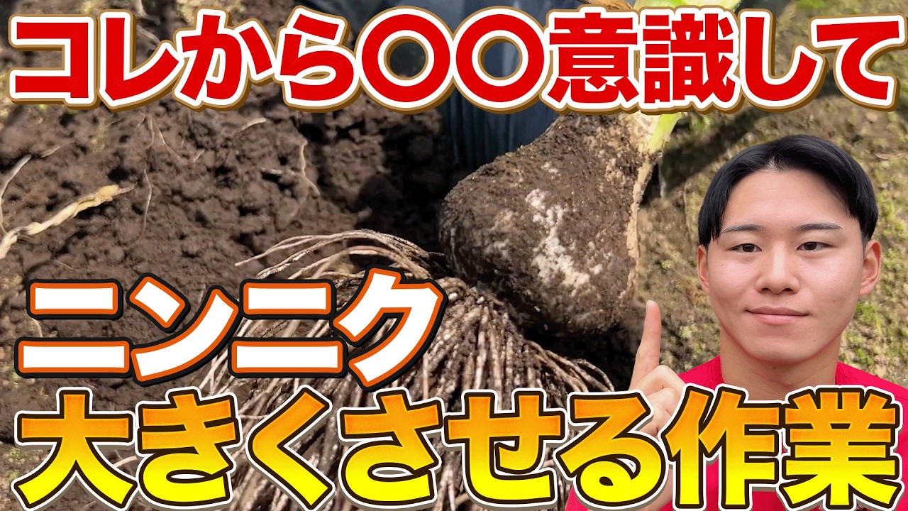 【まとめ】ニンニクコレからの成長具合とその時期にやる作業について