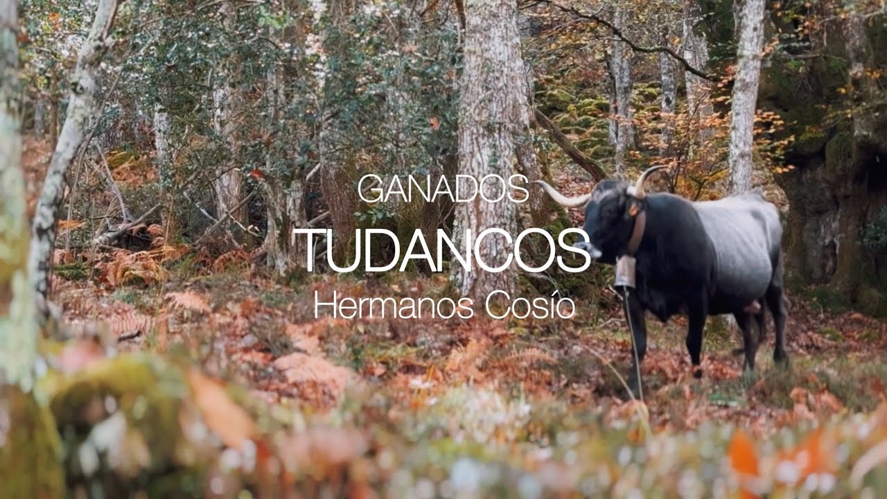 GANADOS TUDANCOS - Hermanos Cosío