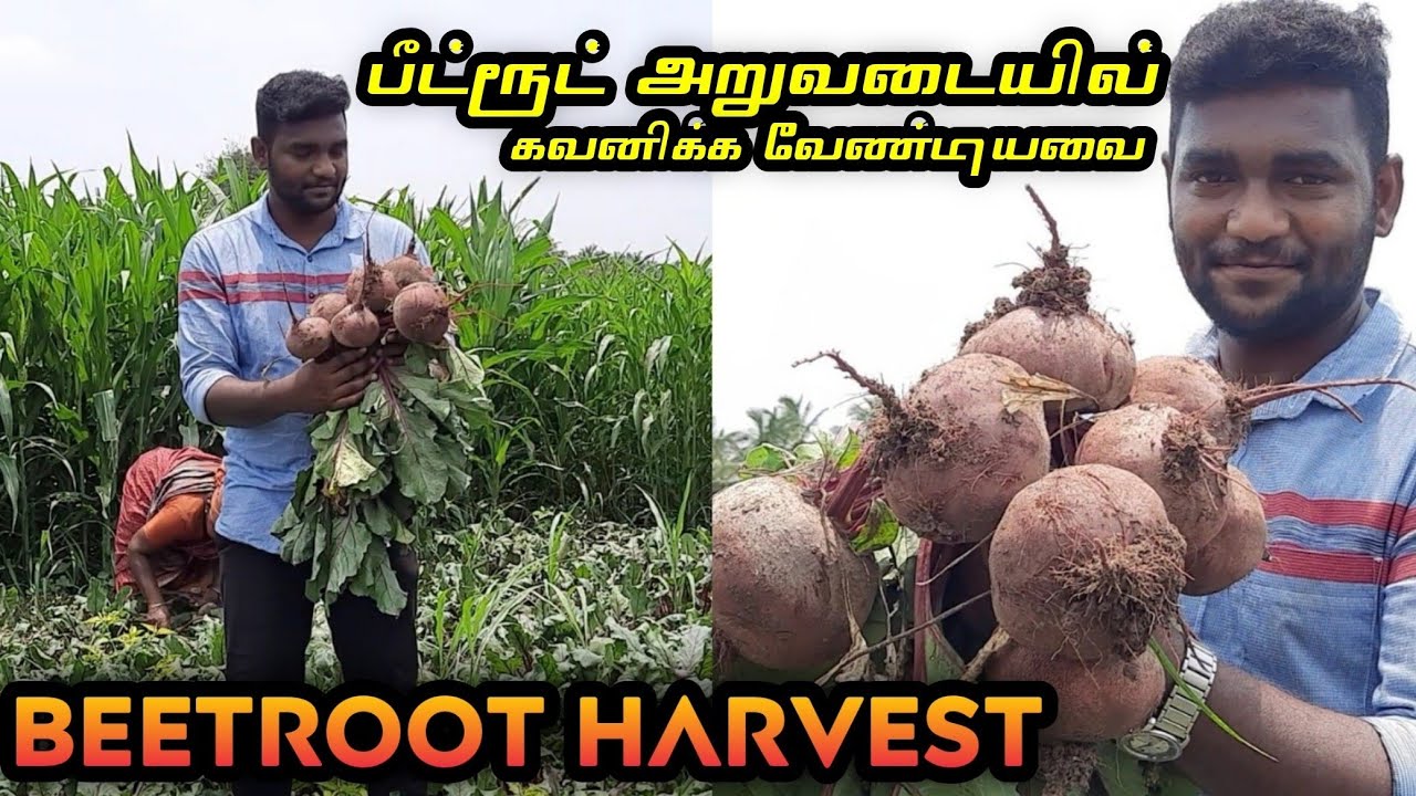 பீட்ரூட் விளைச்சல் மற்றும் அறுவடை | ஒரு விதை போட்டால் எத்தனை கிலோ பீட்ரூட் அறுவடை செய்யலாம் தெரியுமா