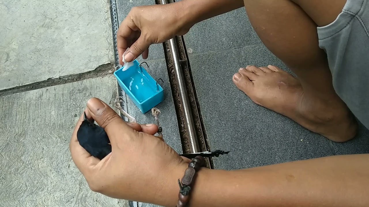 Cara menghilangkan sisik / pedang pada kaki murai batu
