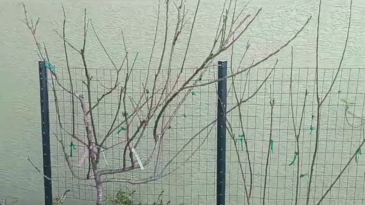 Why Do We Defoliate Our Apple Trees?