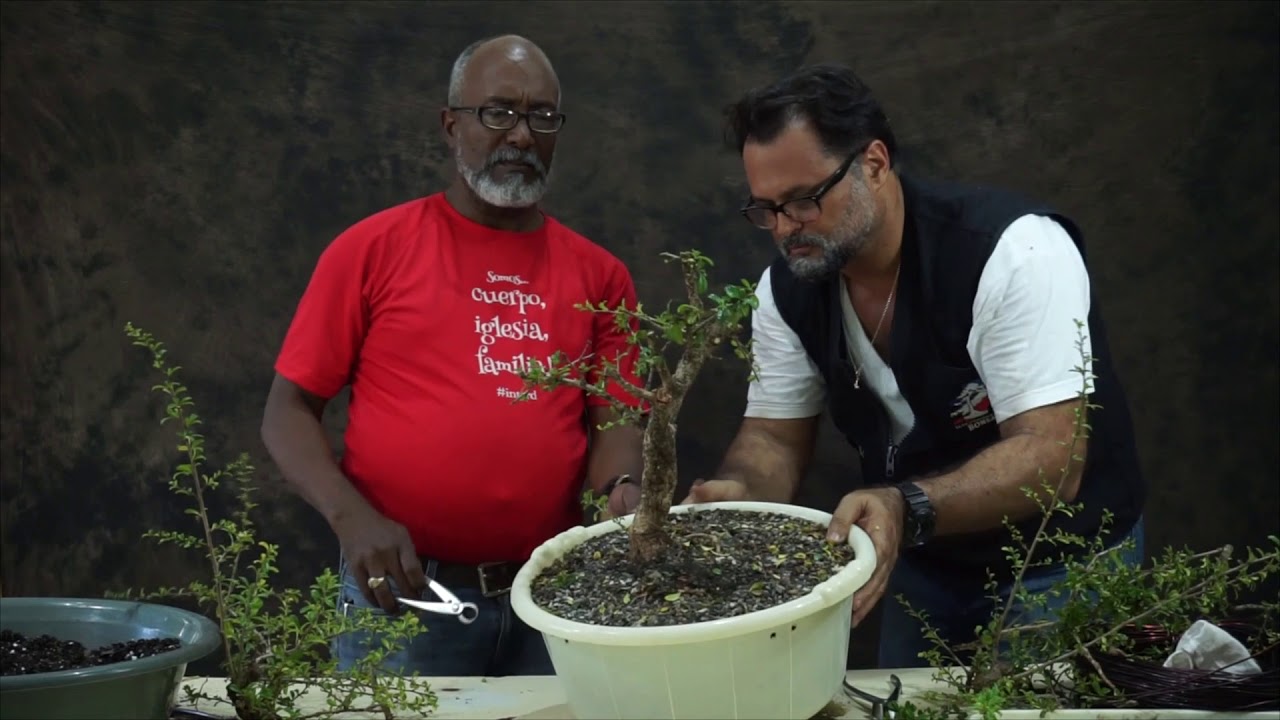 Diseño inicial de Bonsai Fukien Te