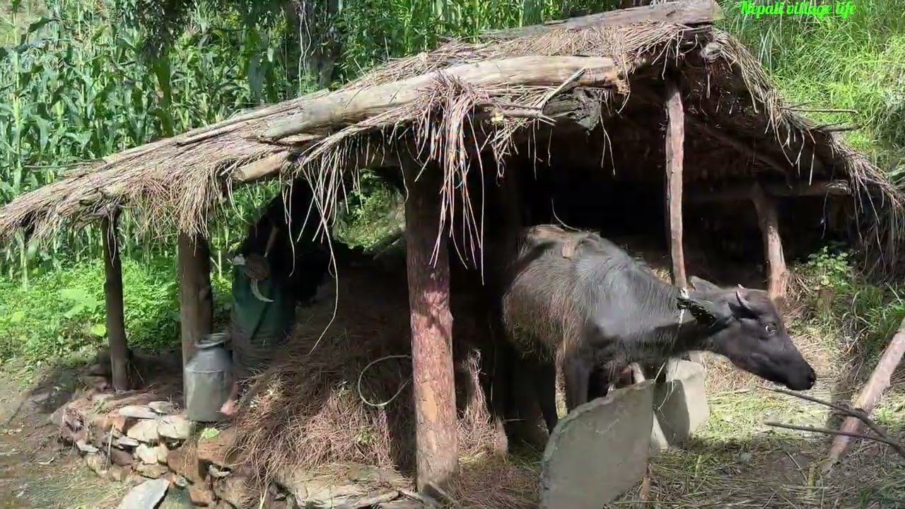 Simple the best nepali himalayan nepali village  life during the rainy season 