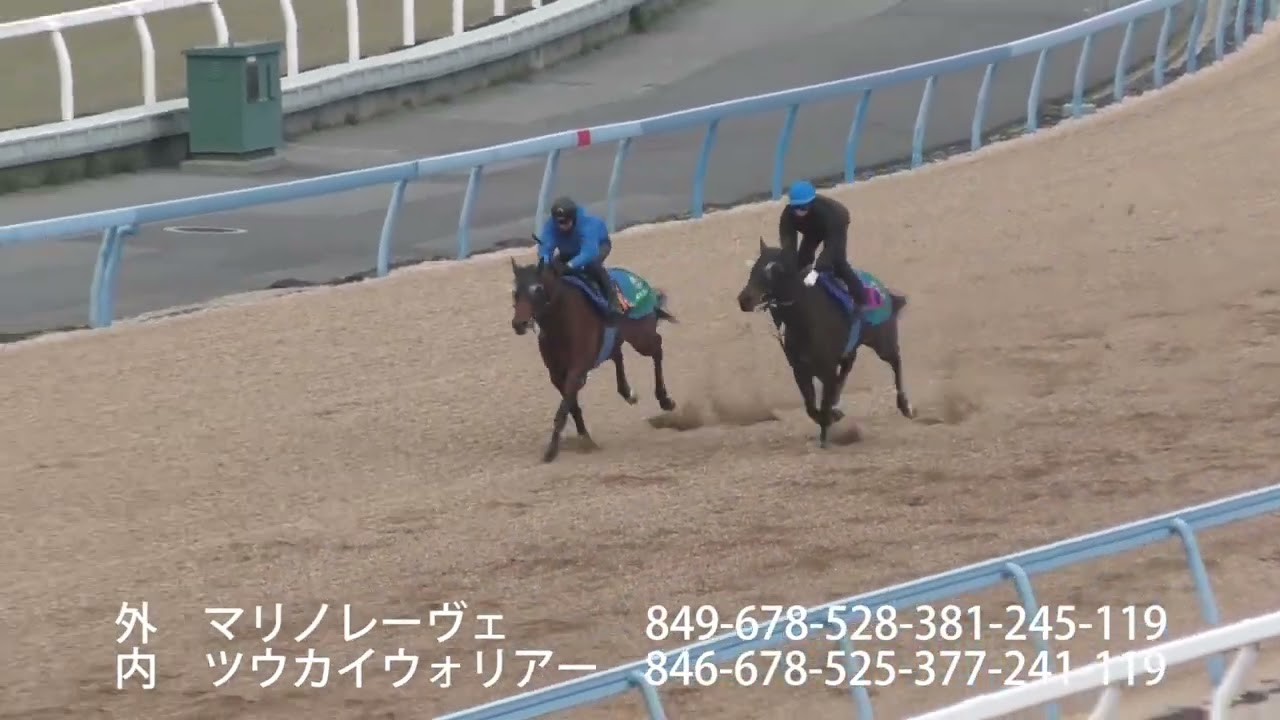 2026／3／12　ツウカイウォリアー　マリノレーヴェ