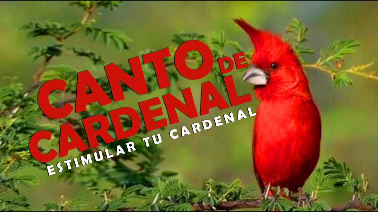 🐦CANTO de CARDENAL ROJO Macho Para ENSEÑAR🐦