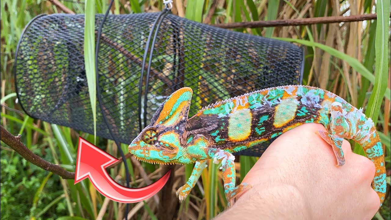 LIZARD TRAP CATCHES COLORFUL CHAMELEON!