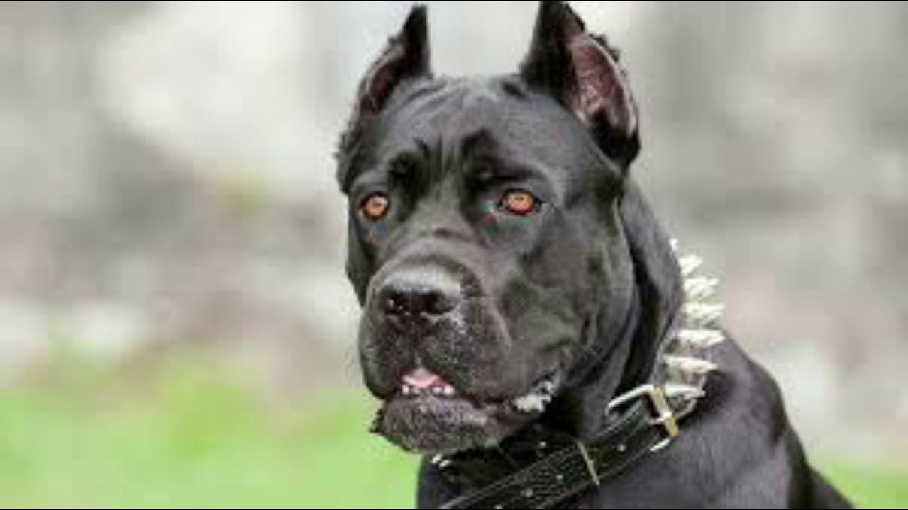 los 10 perros dominantes del mundo