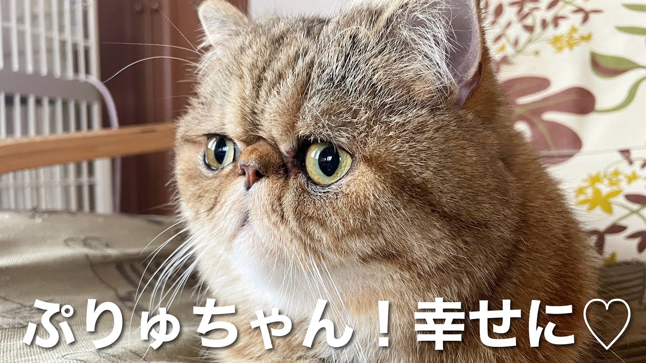 エキゾのぷりゅちゃんを応援！新しい家族と幸せに♡