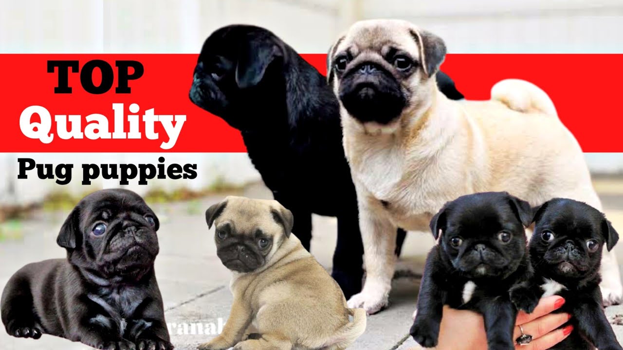 Black pug puppies for sale || black & fawn pug || top quality puppies | vodafone dog