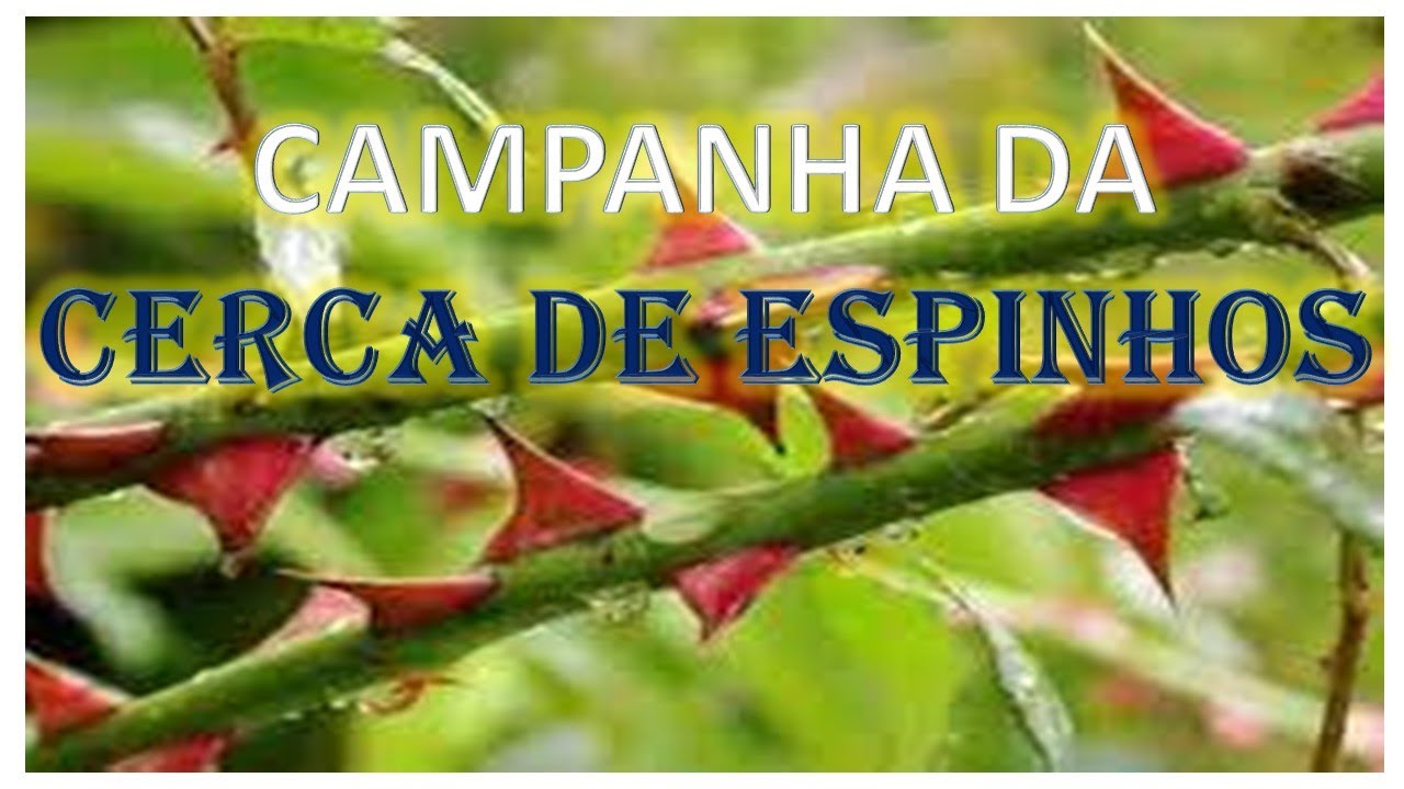 6°DIA DA CAMPANHA CERCA DE ESPINHOS E DE VITÓRIA
