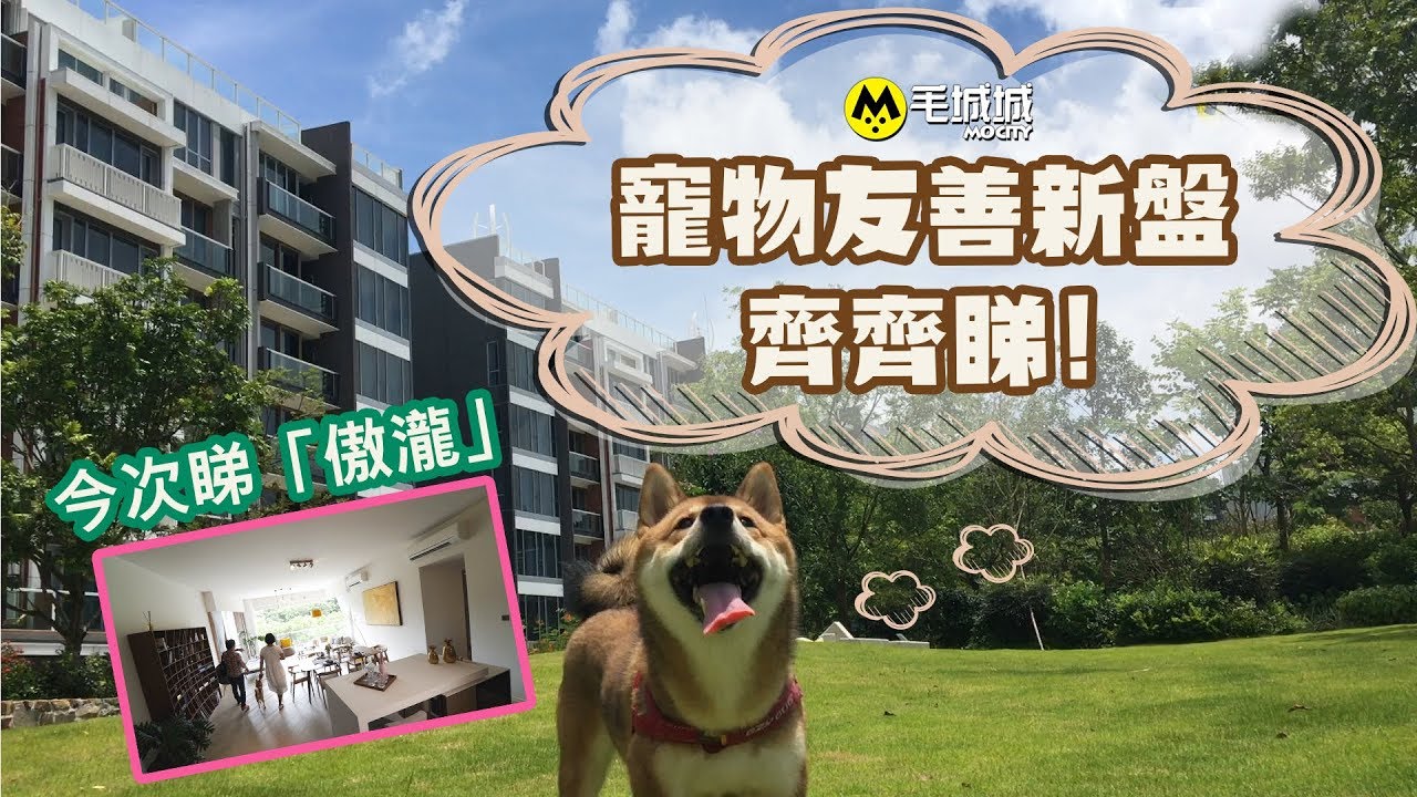 【新盤齊齊睇】柴犬「斗斗」參觀寵物友善嘅「傲瀧」