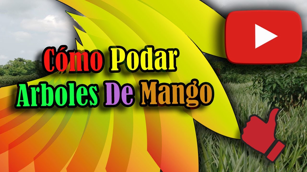Como Podar Árboles de Mango (How to Remove Mango Trees) 2022