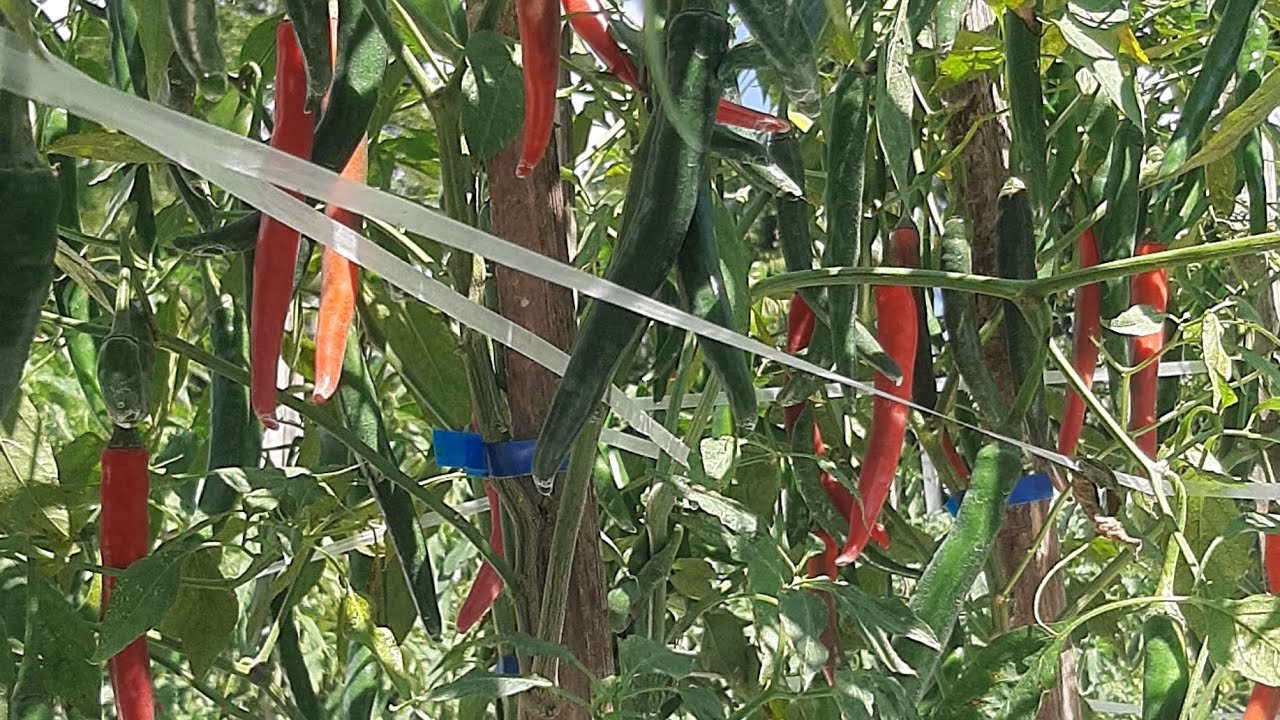 CABE BAJA F1 VS ELEGANCE F1