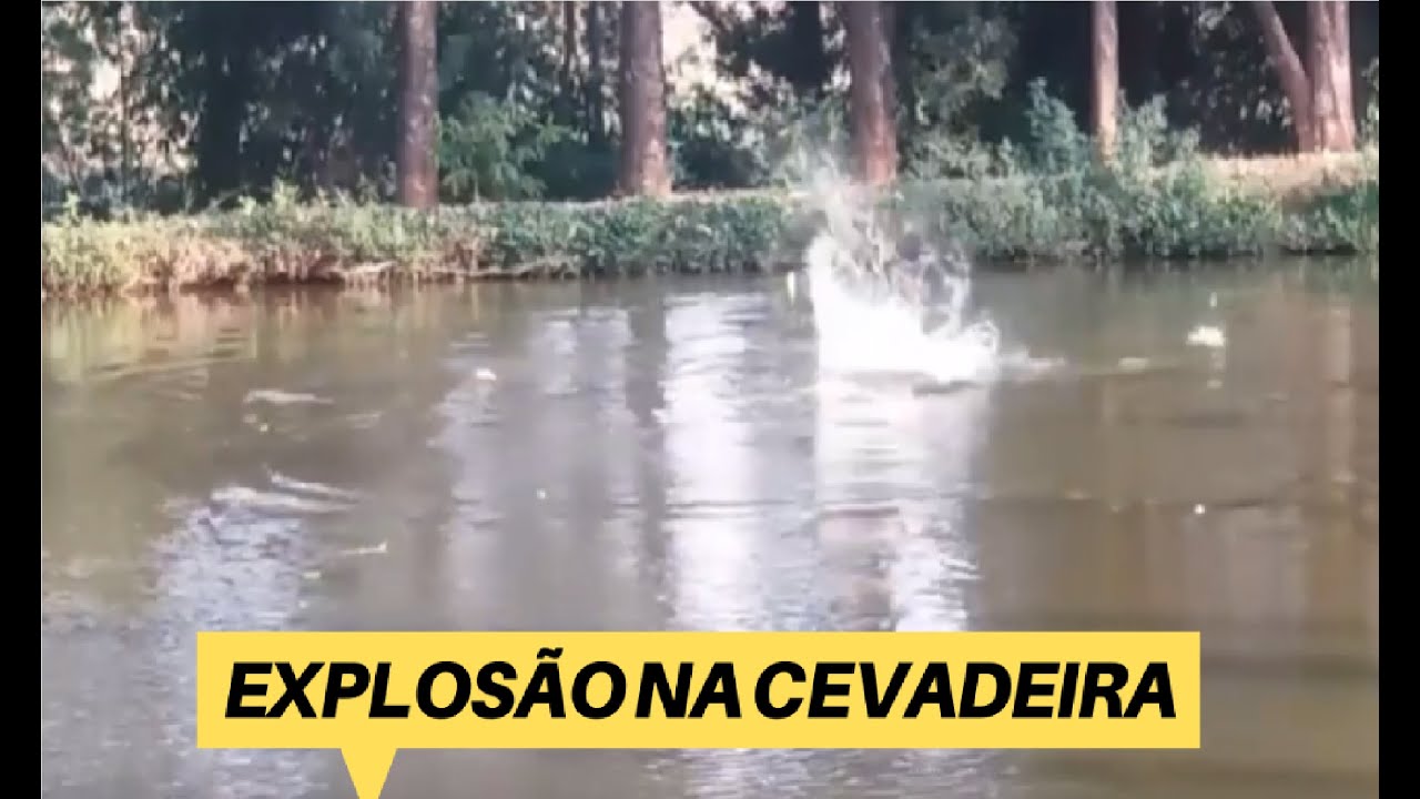 EXPLOS&Atilde;O NA CEVADEIRA - COMO USAR B&Oacute;IA CEVADEIRA