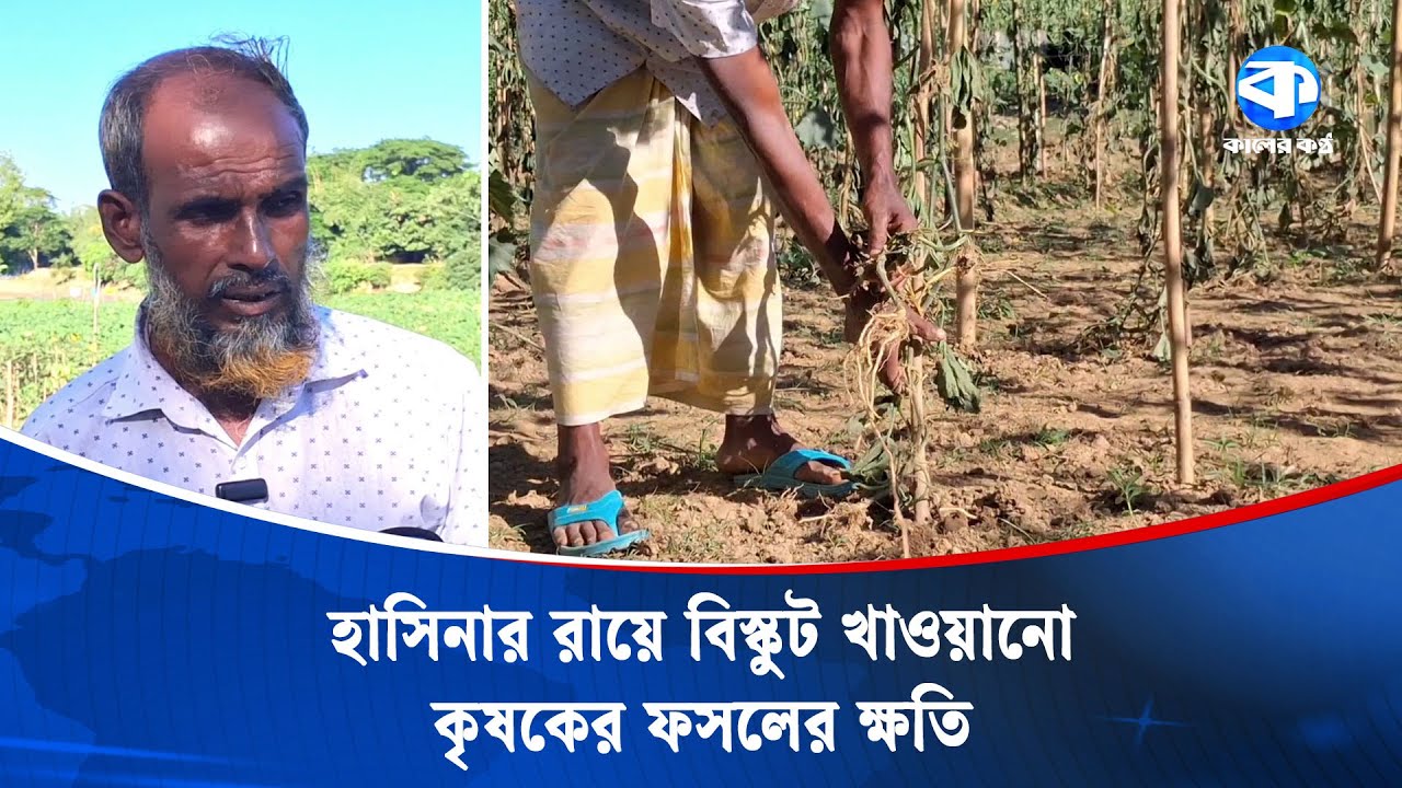 শেখ হাসিনার রায়ে বিস্কুট খাওয়ানোই কি কাল হলো কৃষকের? | Farmer | Sheikh Hasina Verdict