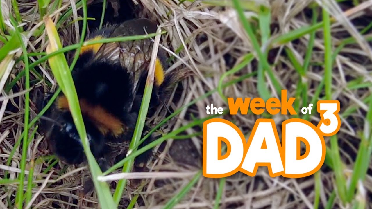 The Week of Dad³ | Busy Bee | 3rd July 2023