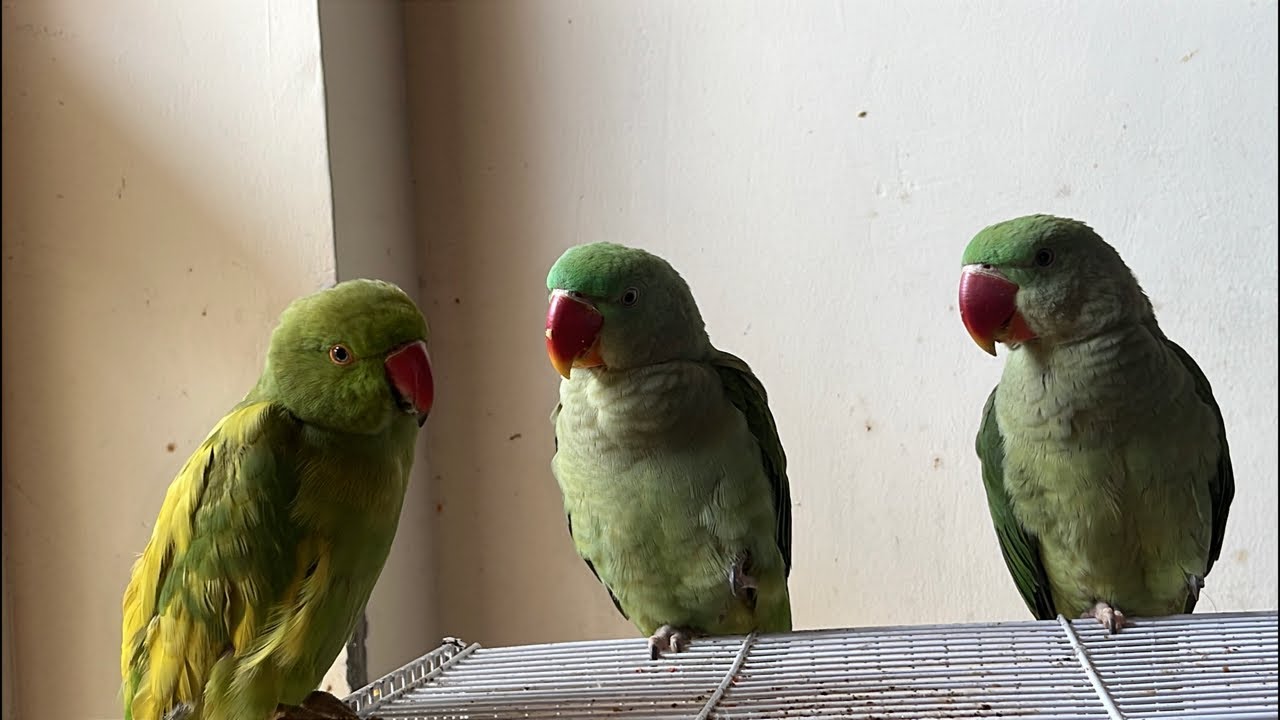 Mittu Beti Live  Aaj Ka Mood Alag Hi Hai!