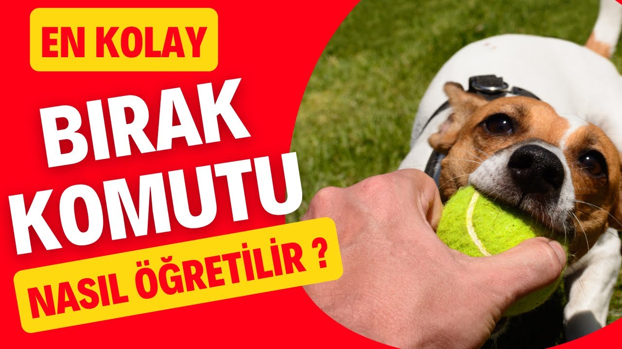 Bırak Komutu Nasıl Öğretilir? | Köpek Eğitimi