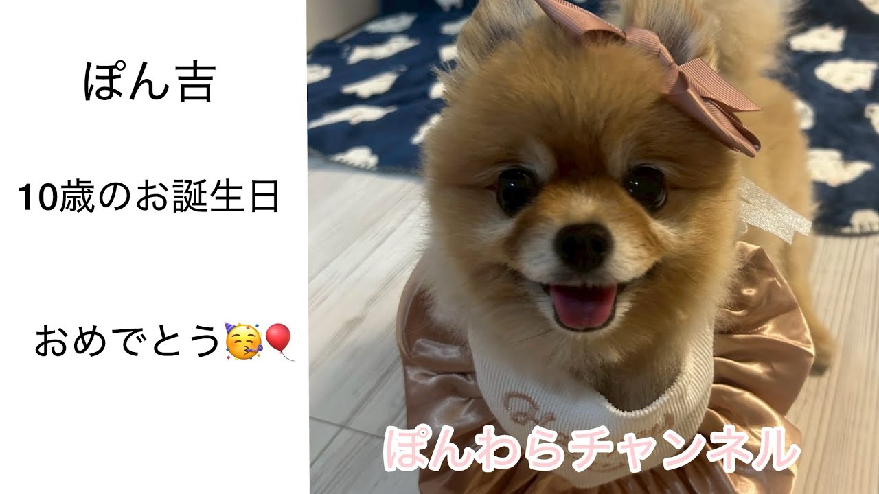 【ポメラニアンとパピヨン】ぽん吉、10歳のお誕生日おめでとう🎂🎁🎉#dog #ぽめらにあん #いぬ