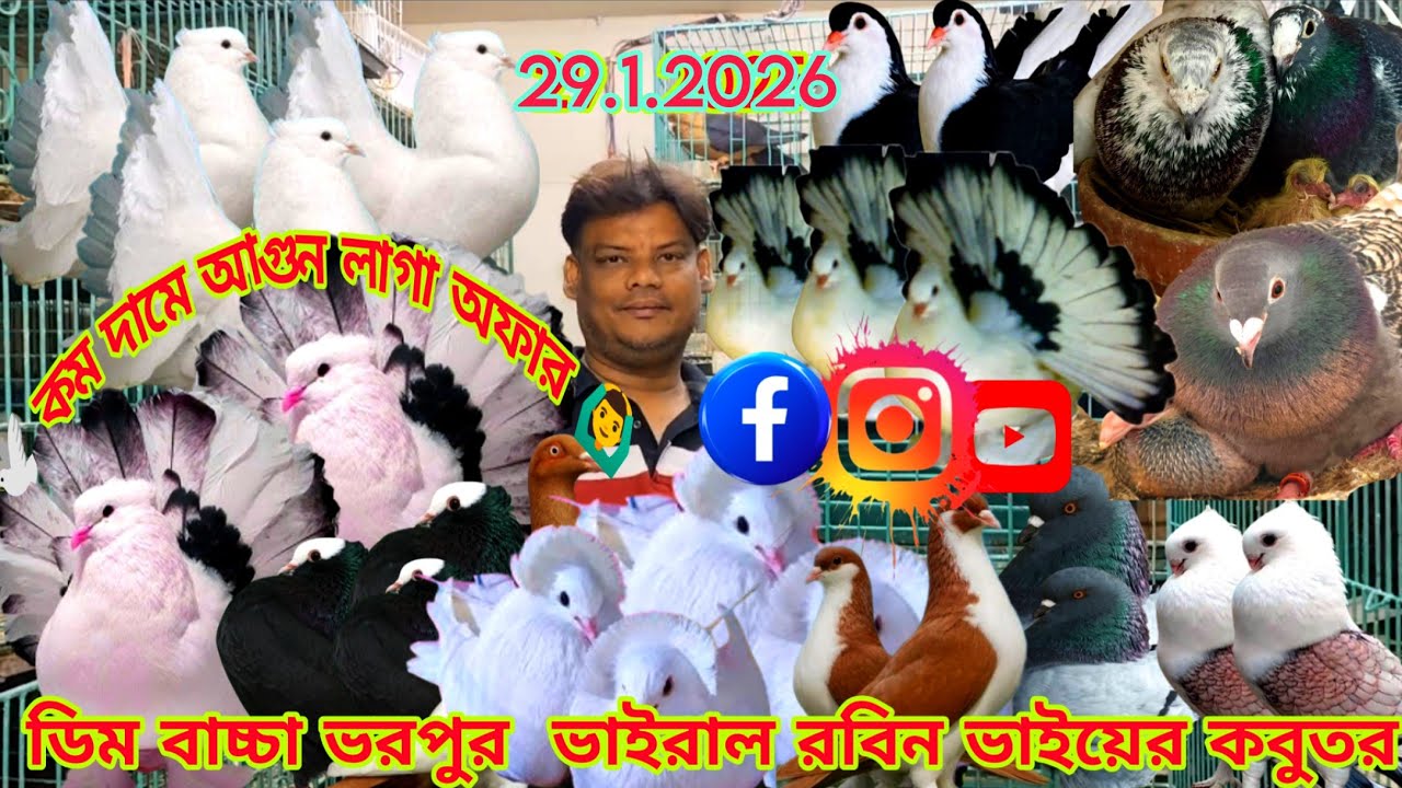 ডিম বাচ্চা ভরপুর  ভাইরাল রবিন ভাইয়ের কবুতর ।। 🕊️ কম দামে আগুন লাগা অফার 🙆‍♂️ ।। 300 টাকা পিস