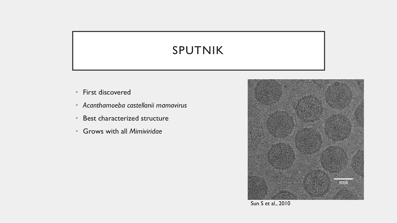 Vir S19 Lecture 24