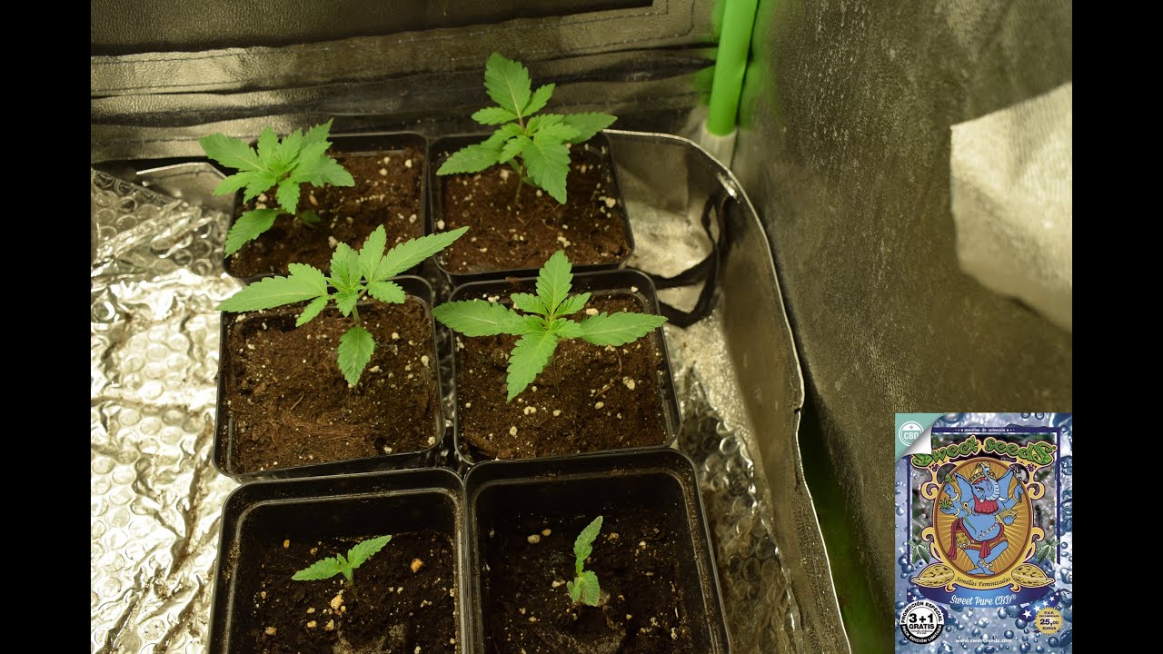 Gorilla Girl, Sweet Amnesia Haze, Sweet Pure CBD wk2