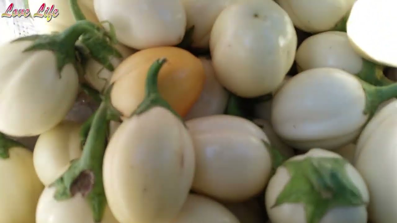 Maintaining your White Garden Egg Garden || Growing Eggplants in Uganda Part 5