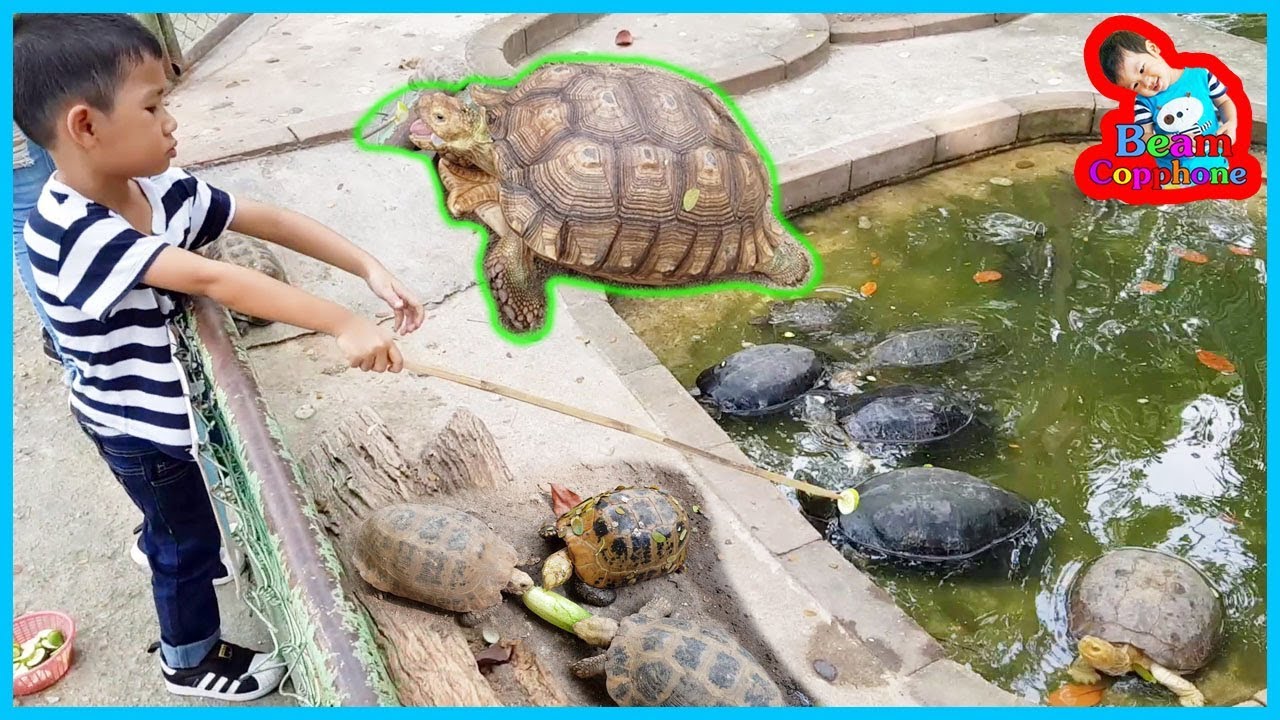น้องบีม | ให้อาหารเต่า เที่ยวกาญจนบุรี สวนสัตว์ค่ายสุรสีห์