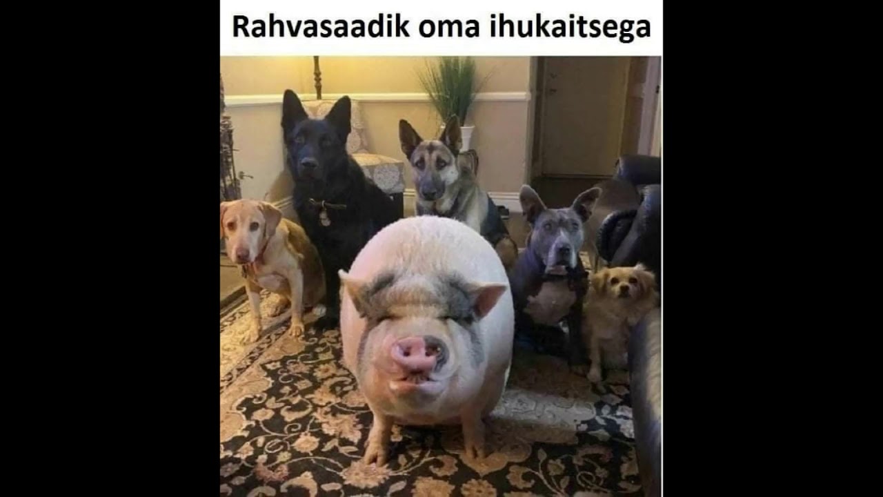 Koer Teeb Auh...Kass Mau