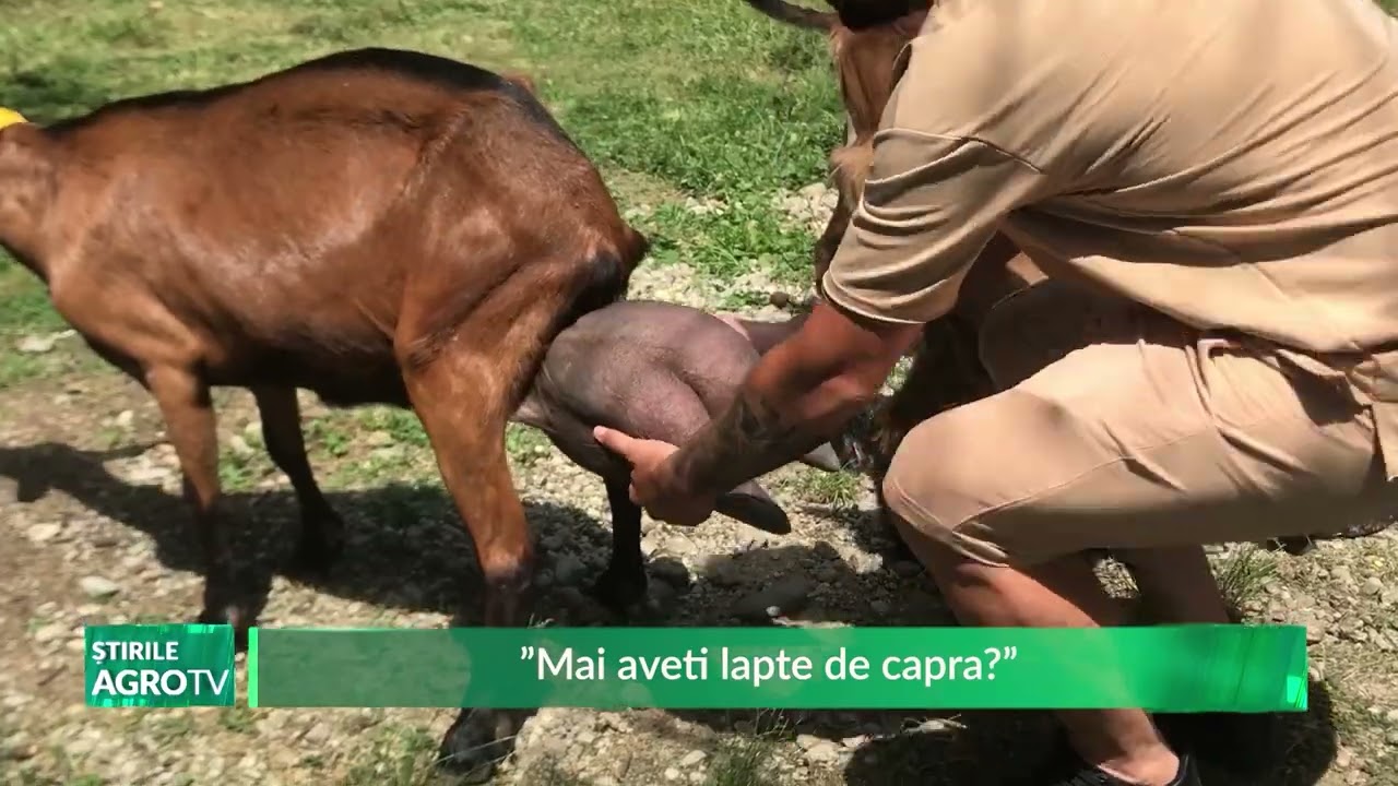 &rdquo;Mai aveti lapte de capra&rdquo; 12 03 2025