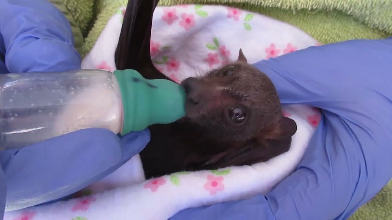 Baby Dash Enjoys A Bottle And A Cuddle