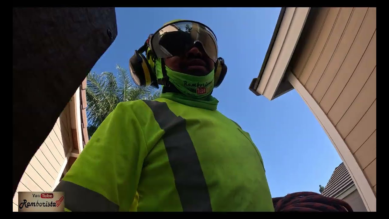 Poda de palma canariensis 