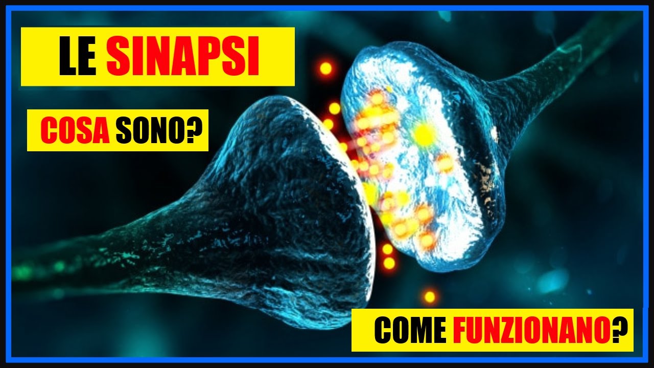Le Sinapsi: Cosa sono? Quali sono le differenze tra sinapsi elettrica e chimica?