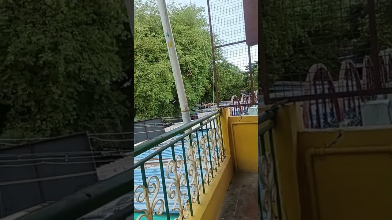 Indian Monkey live #monkey #kiki