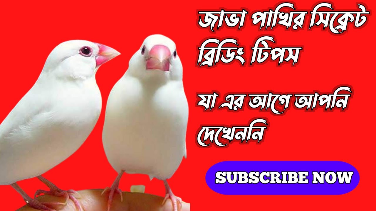 জাভা পাখির সিক্রেট ব্রিডিং টিপস।Java Sparrow 11years Secret Breeding Formula