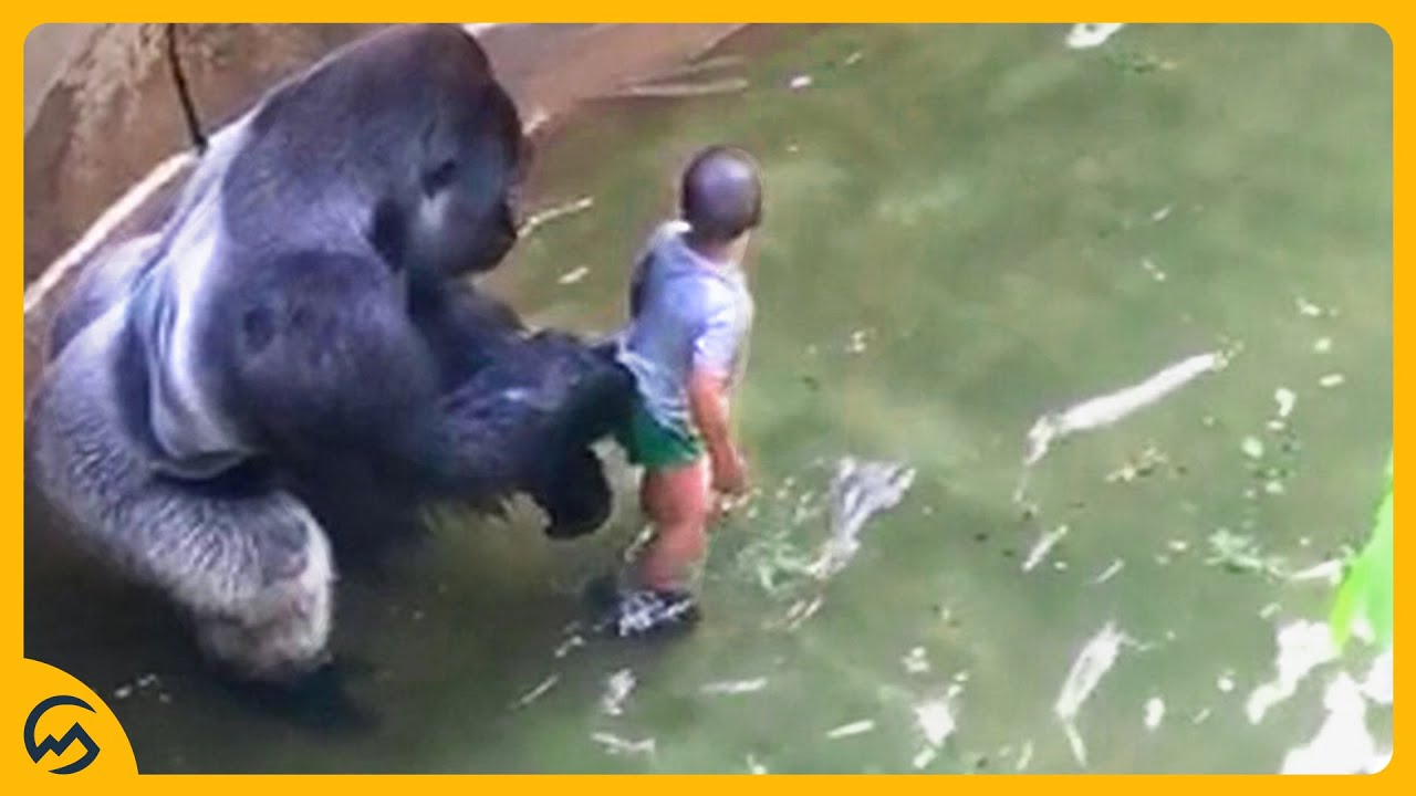 TOP 10 MENSEN GERED DOOR DIEREN! 😱